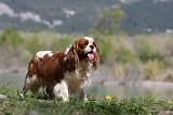 CAVALIER KING CHARLES 669